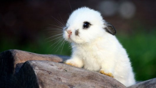 cute-bunny