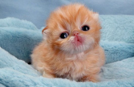 cute-kitten
