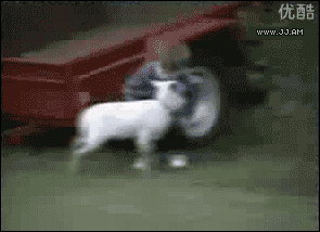 goat-headbutt