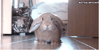 rabbit-scare