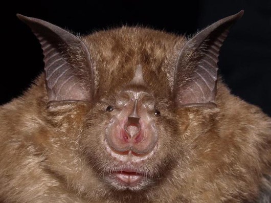 Rhinolophe