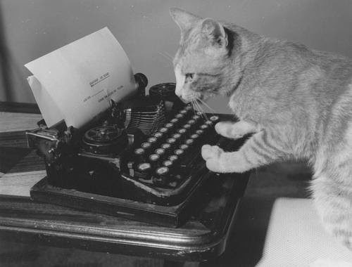 Photo en noir et blanc d'un chat semblant taper à la machine à écrire